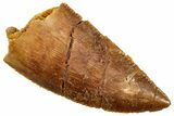 Serrated, Raptor Tooth - Real Dinosaur Tooth #261090-1